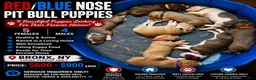 American Pit Bull Terrier dogs for sale: American Pit Bull Terrier 6 - Ad 4
