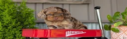 Cockapoo dogs for sale: Baxter - Ad 12