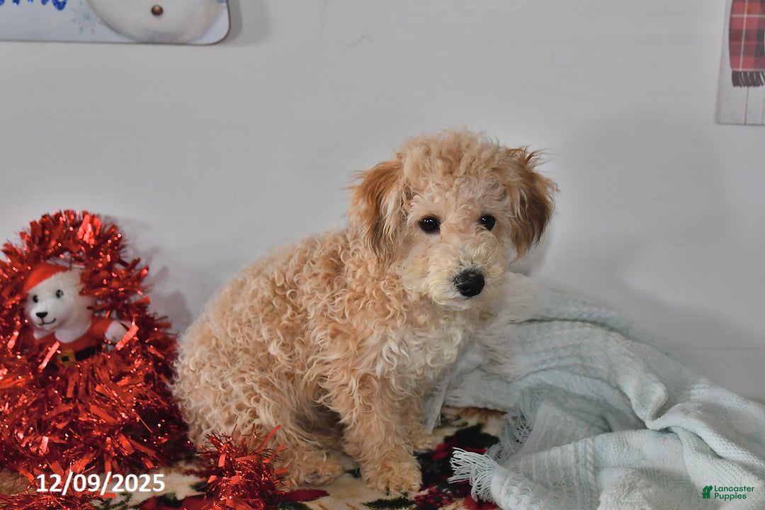 Bichpoo dogs for sale: Buster Brown - Ad 5