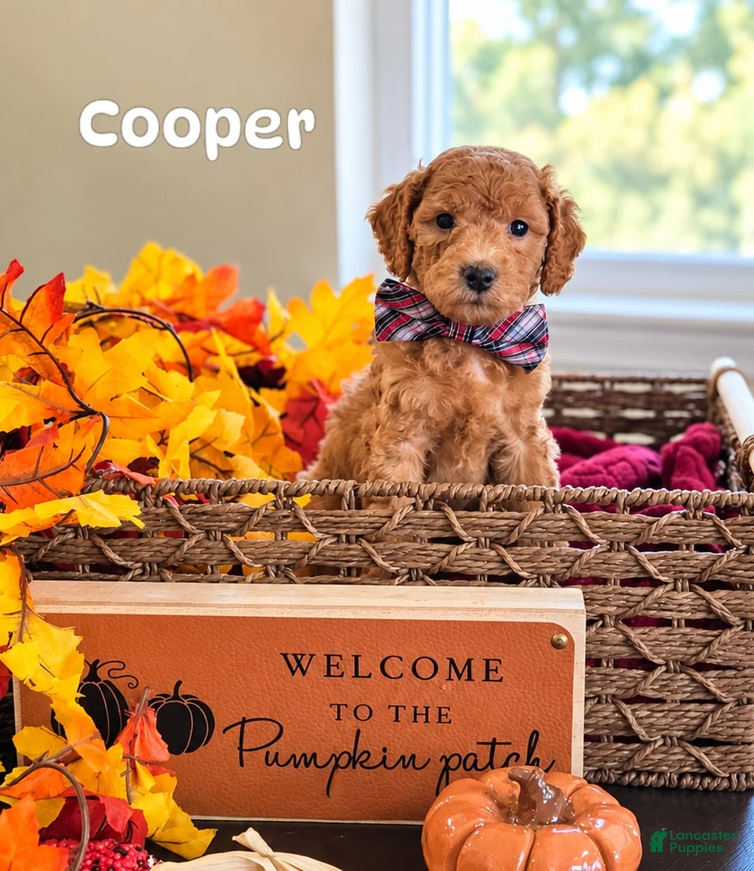 Mini Goldendoodle dogs for sale: Cooper  - Ad 1