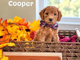 Mini Goldendoodle dogs Cooper - Ad 10