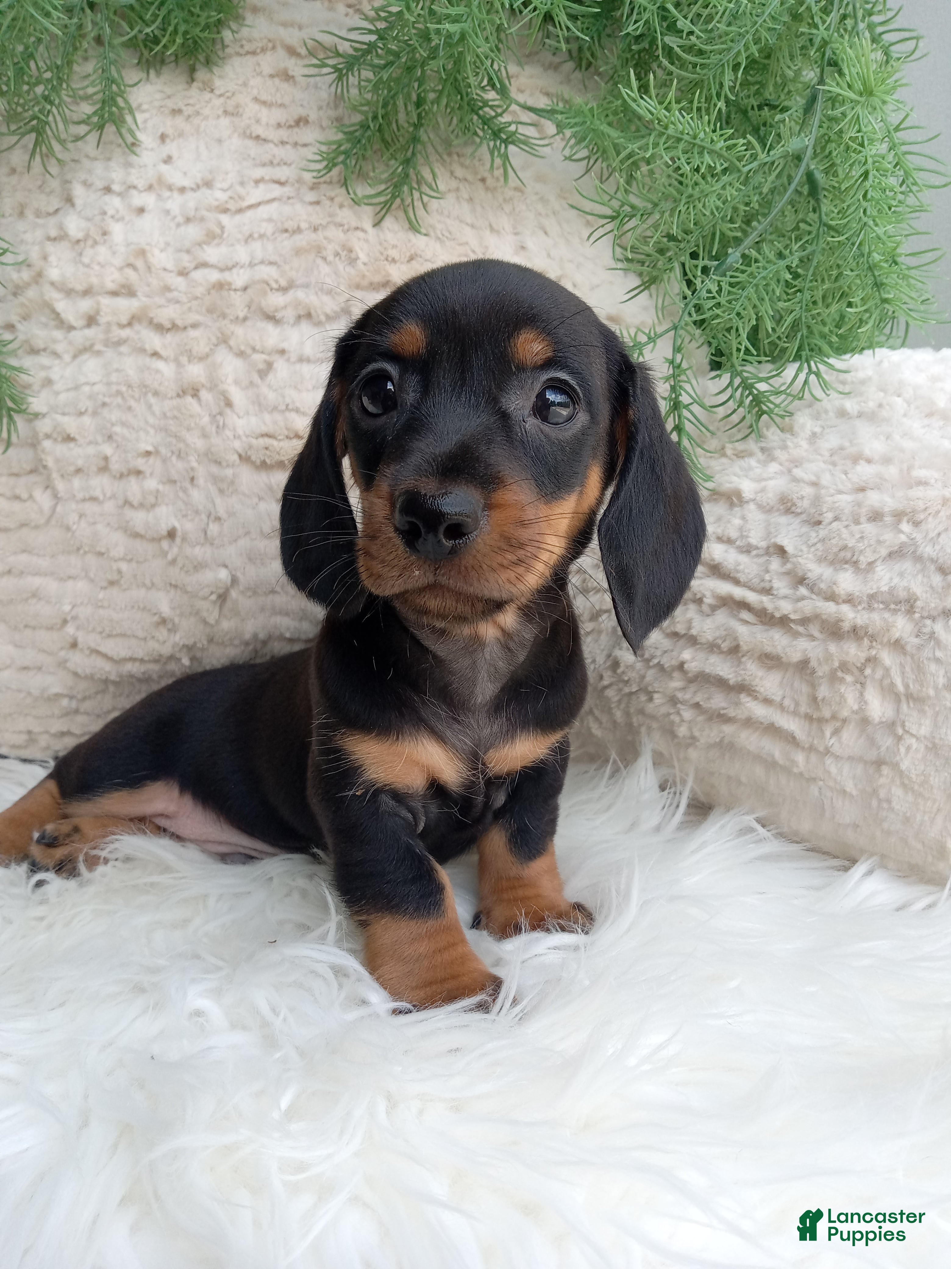 Dachshund dogs Rocky  - Ad 2