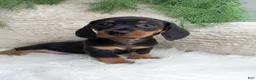 Dachshund dogs for sale: Rocky  - Ad 2