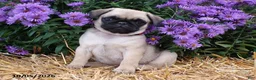 Pug dogs for sale: Fall - Ad 3