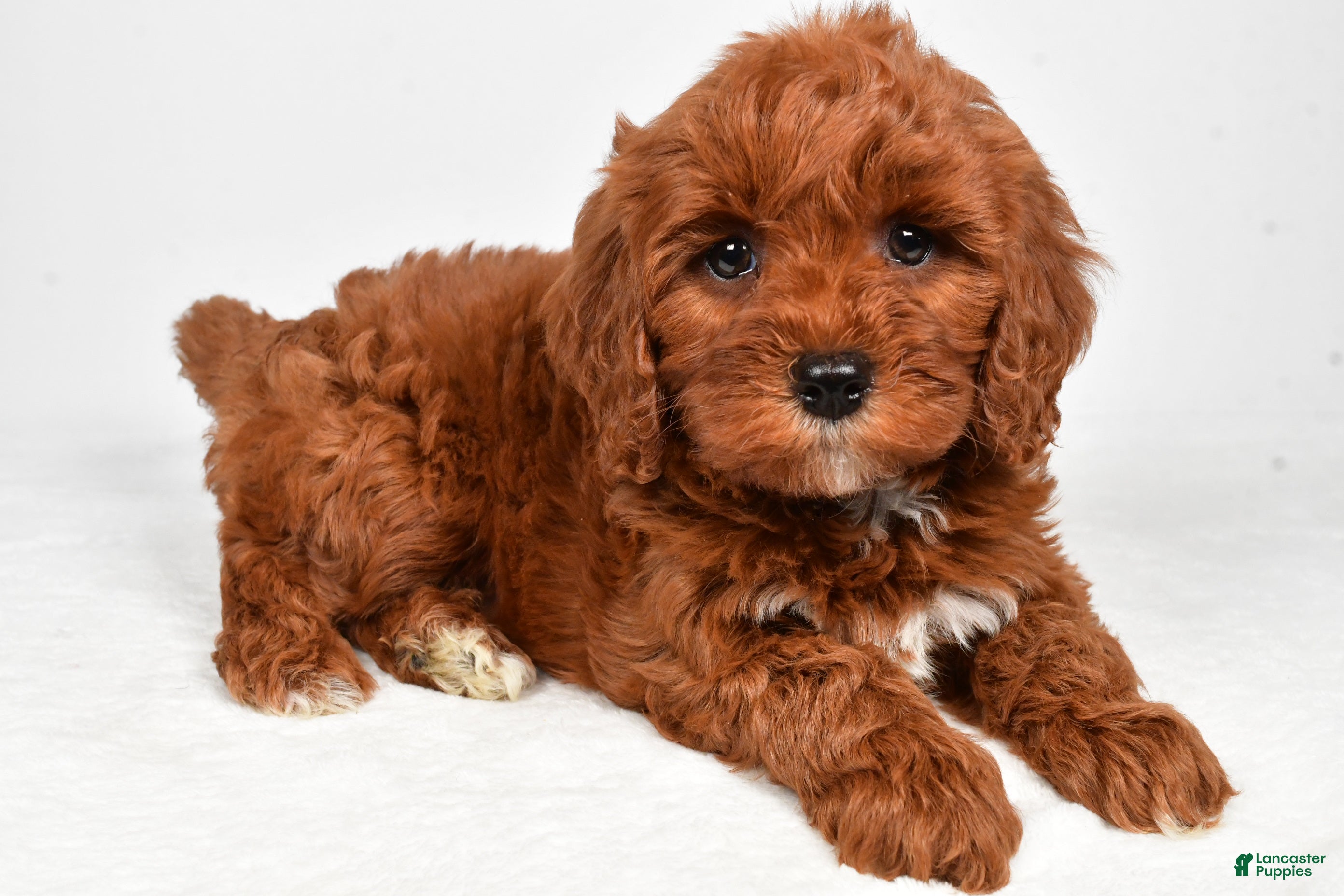Cavapoo dogs Hudson - Ad 1