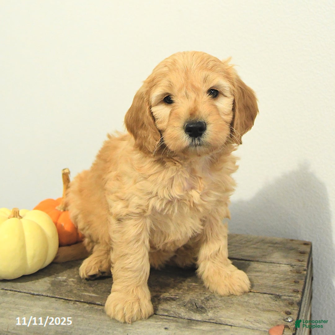 Mini Goldendoodle dogs for sale: Carly - Ad 7