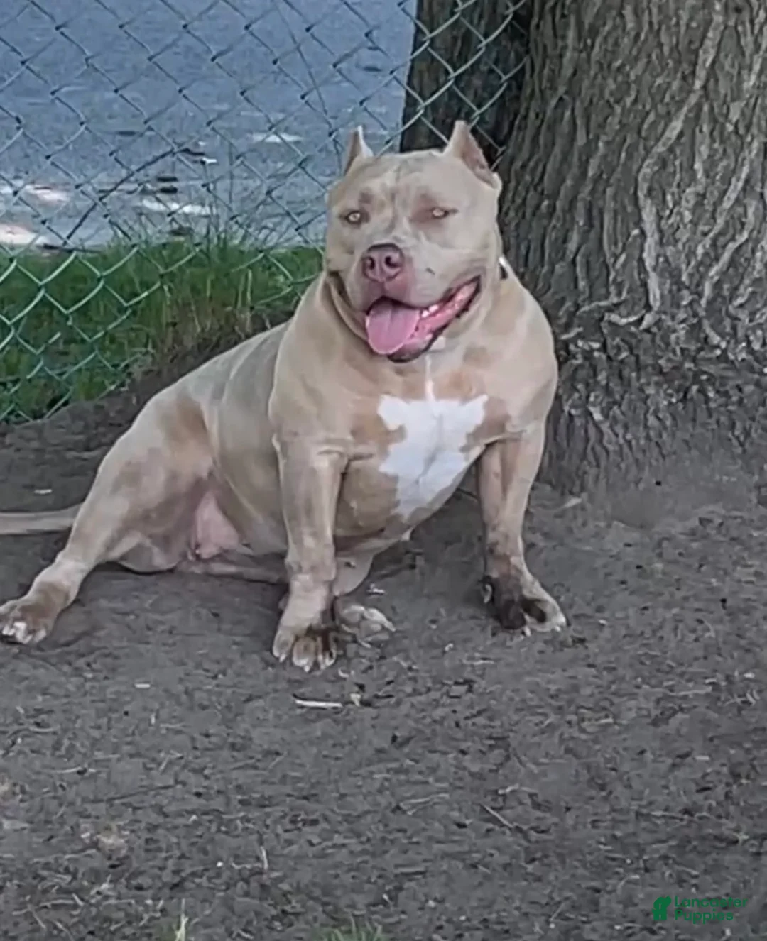 American Bully dogs for sale: Clover  - Ad 2