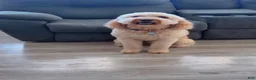 Goldendoodle dogs for sale: Goldendoodle Orange Puppy - Ad 4