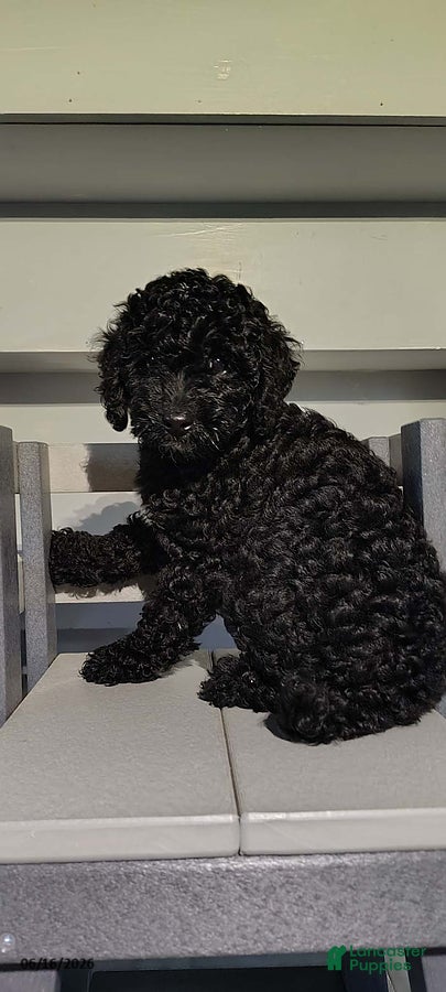 Miniature Poodle dogs Tinker - Ad 1