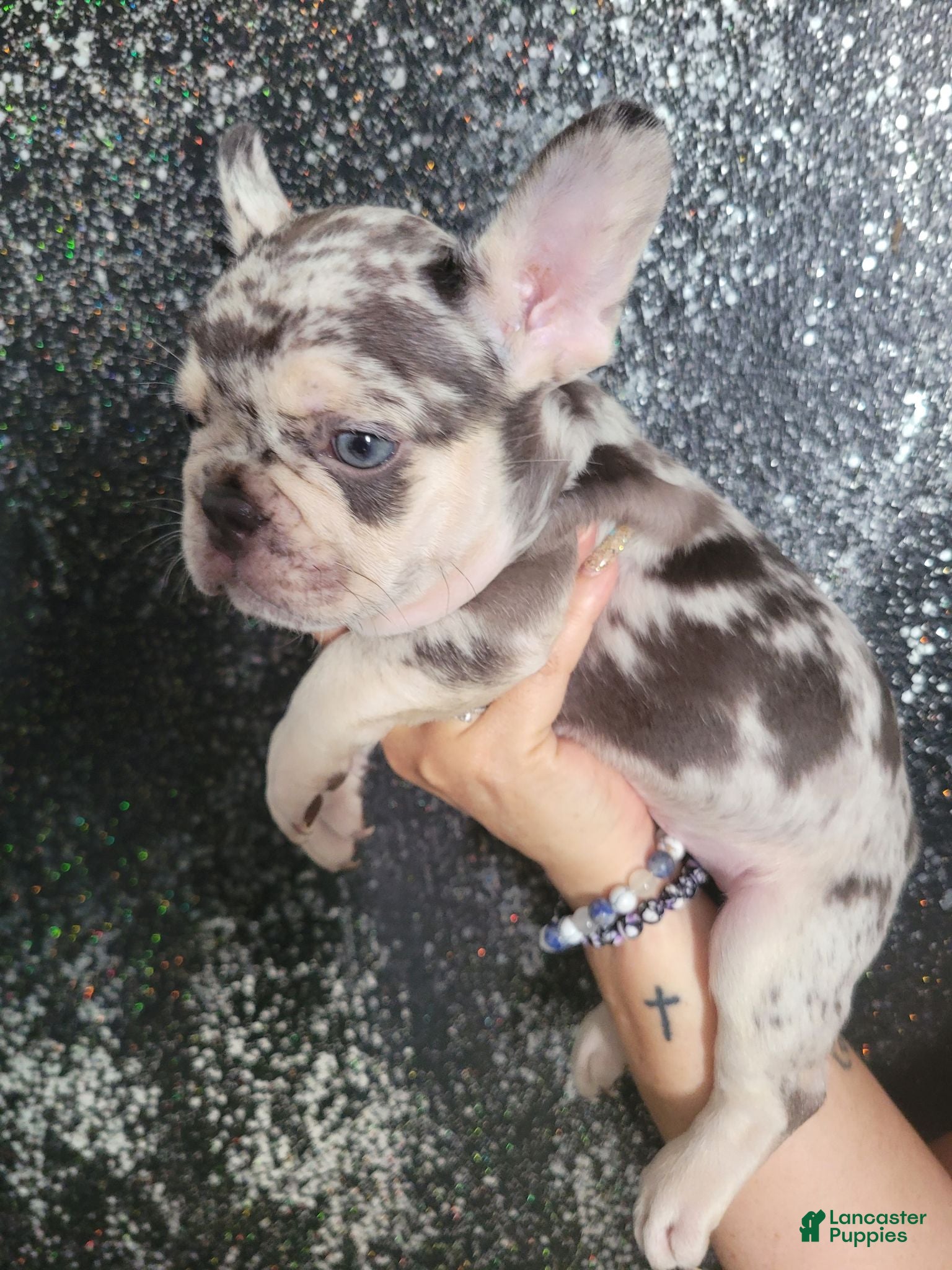 French Bulldog dogs French Bulldog 1 - Ad 33