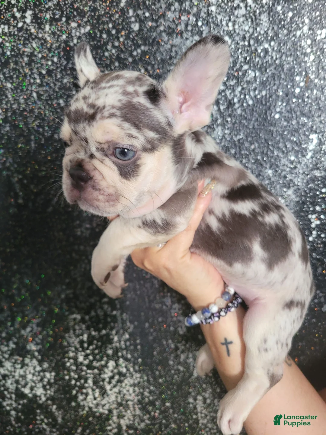 French Bulldog dogs for sale: French Bulldog 1 - Ad 1