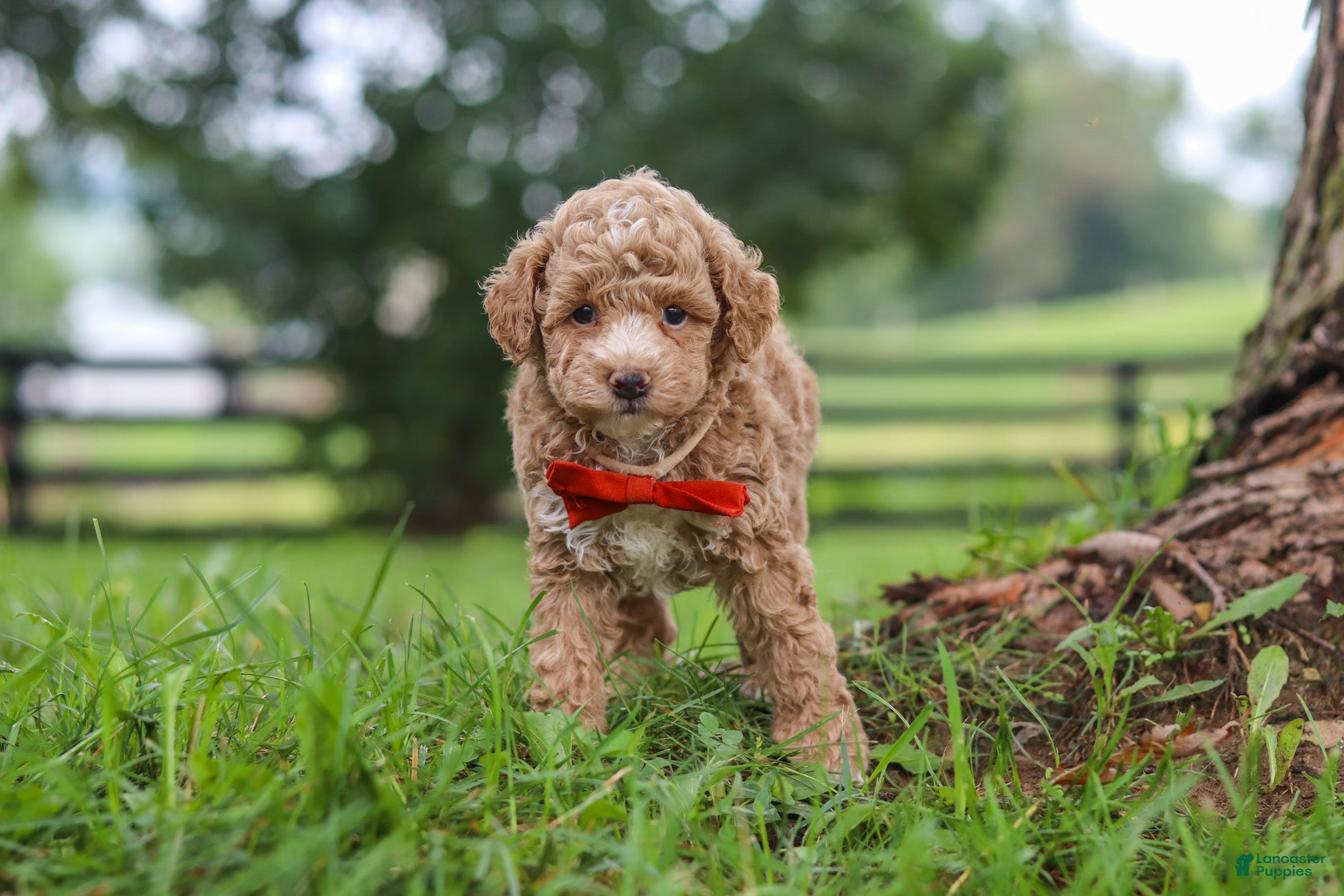 Miniature Poodle dogs Milo - Ad 2