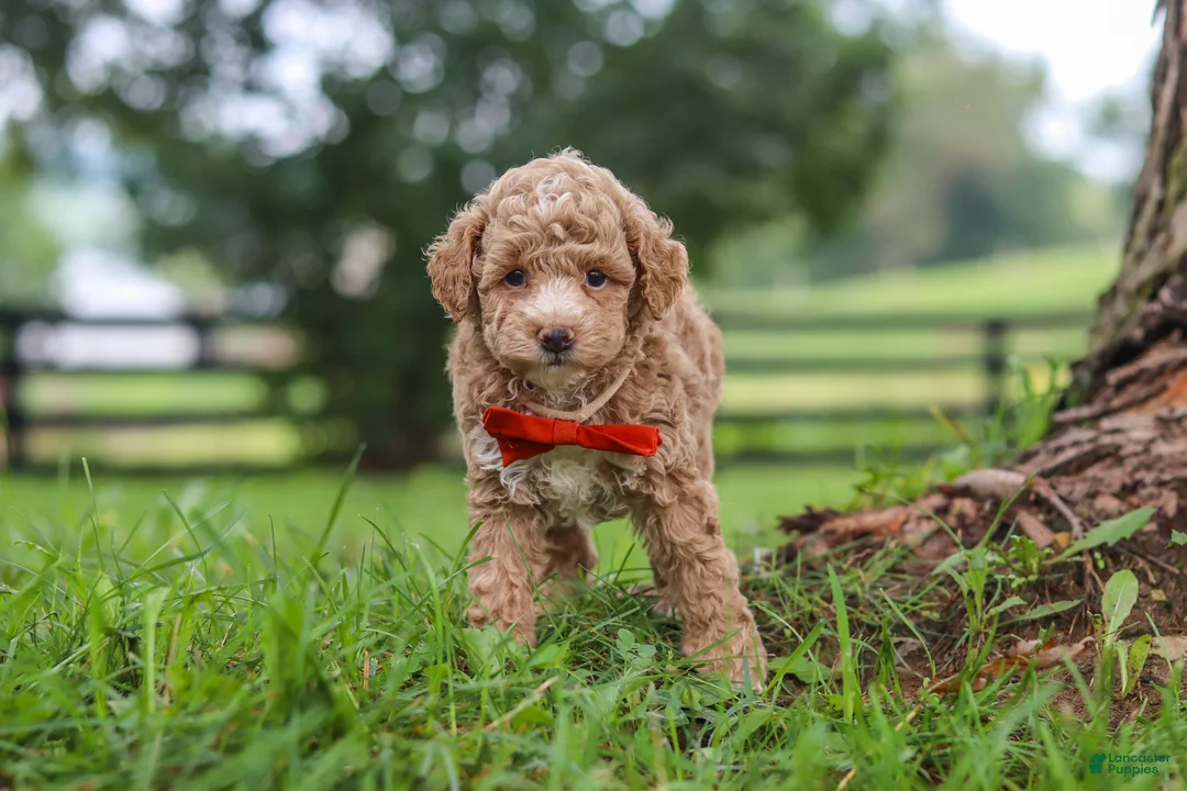 Miniature Poodle dogs for sale: Milo - Ad 2