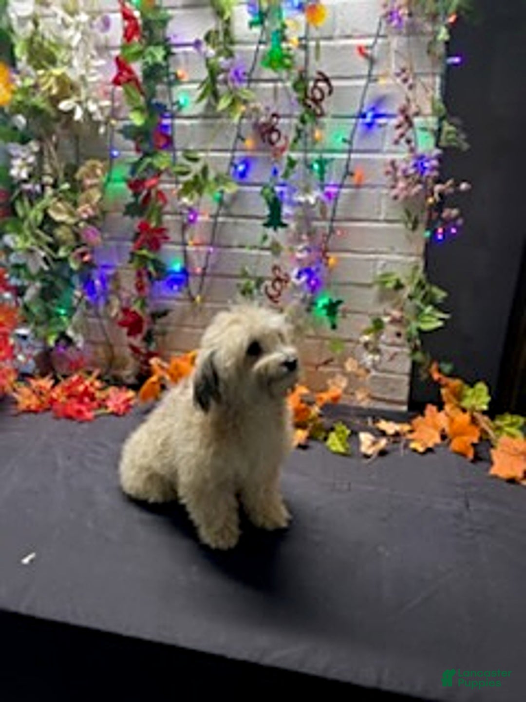 Havapoo dogs for sale: Blondie - Ad 4