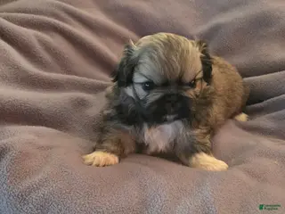 Pekingese dogs Puppy 1 - Ad 11