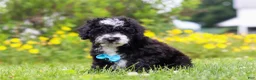 Mini Bernedoodle dogs for sale: Kobe - Ad 4