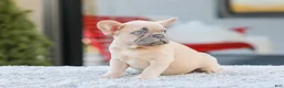 French Bulldog dogs for sale: Digger - Ad 4