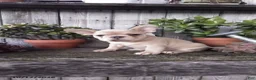 French Bulldog dogs for sale: Molly - Ad 1