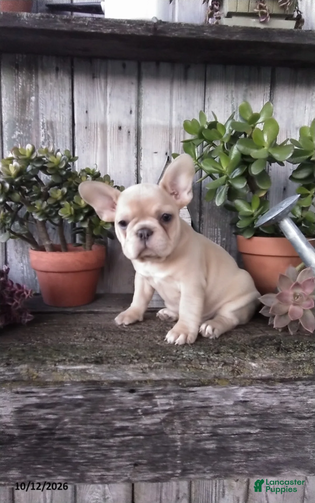 French Bulldog dogs for sale: Molly - Ad 1