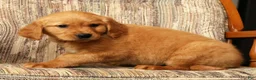 Golden Retriever dogs for sale: Miya - Ad 6