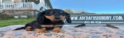 Miniature Dachshund dogs for sale: Russian male - Ad 8