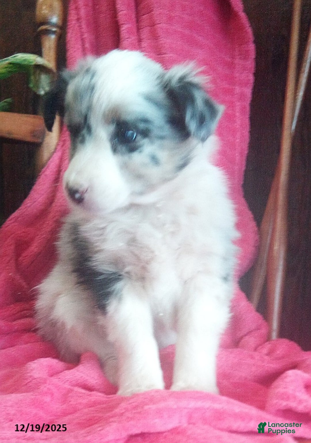 Miniature Australian Shepherd dogs for sale: Nova - Ad 3