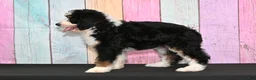 Bernedoodle dogs for sale: Bernedoodle 1 - Ad 3