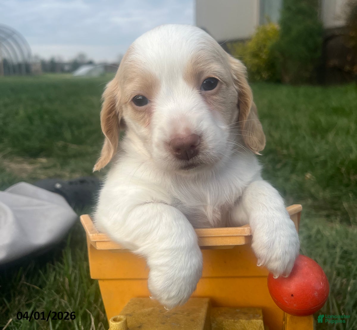 Miniature Dachshund dogs Molly - Ad 1