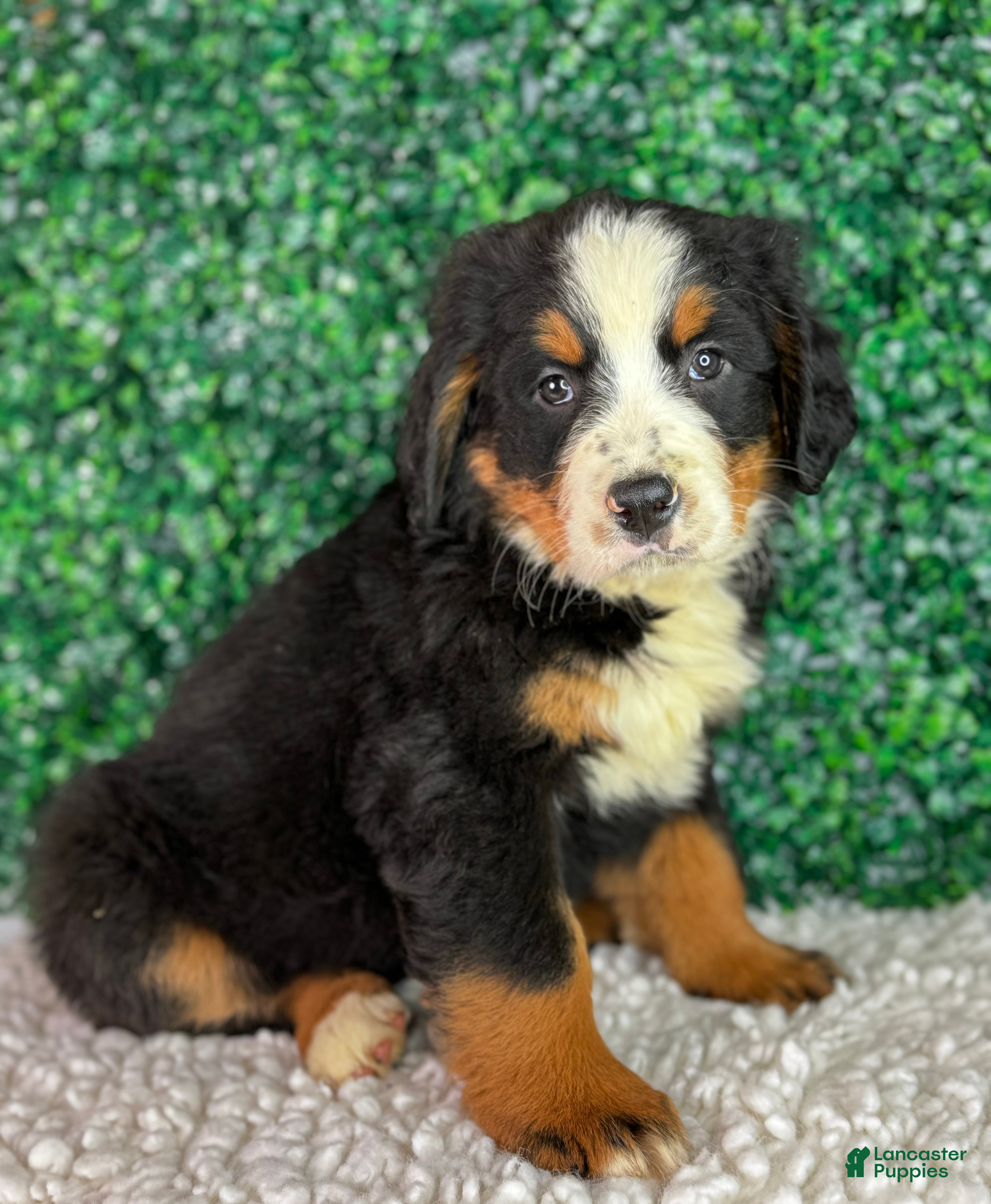 Bernese Mountain Dog dogs for sale: Nala  - Ad 1