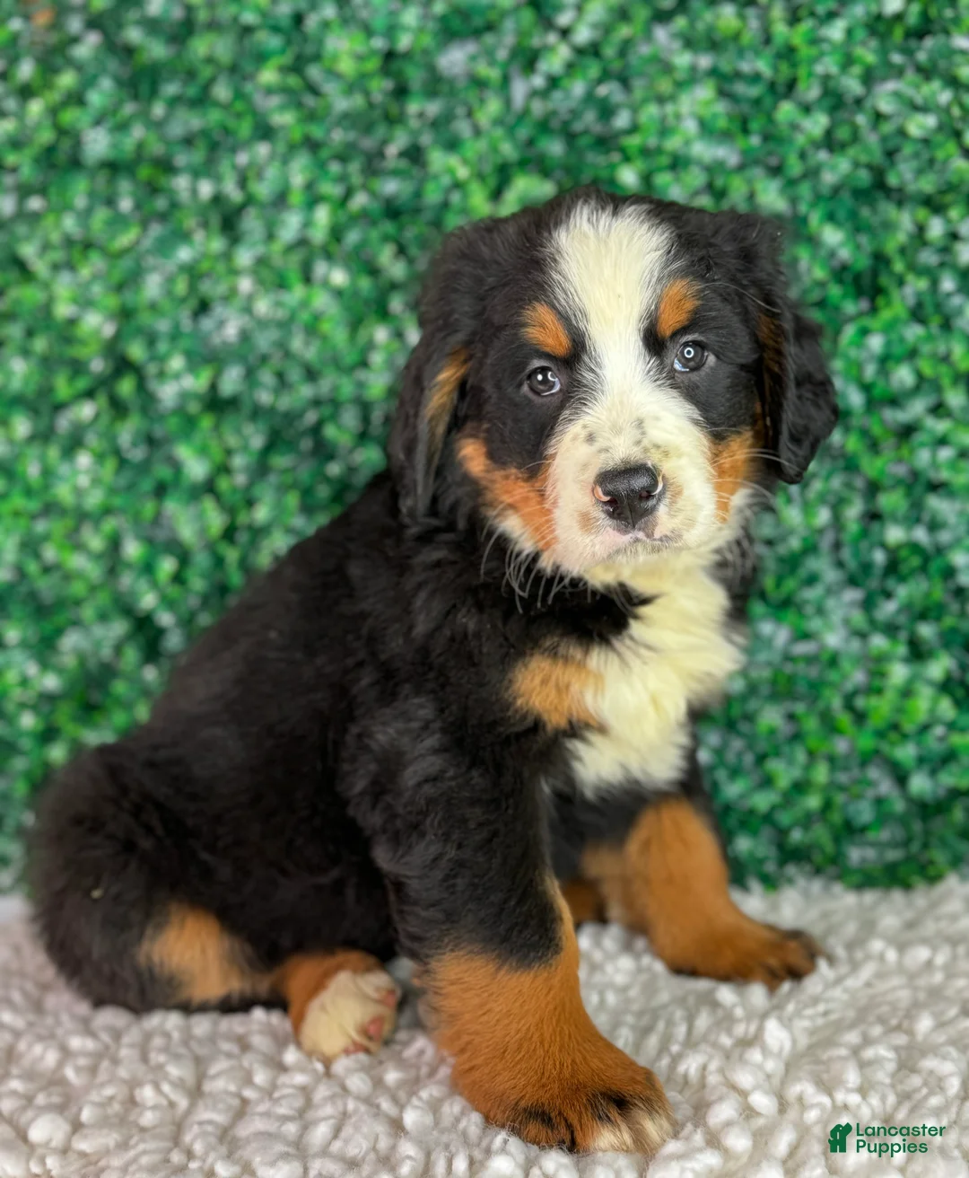 Bernese Mountain Dog dogs for sale: Nala  - Ad 1