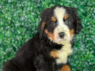 Bernese Mountain Dog dogs for sale: Nala - Ad 1