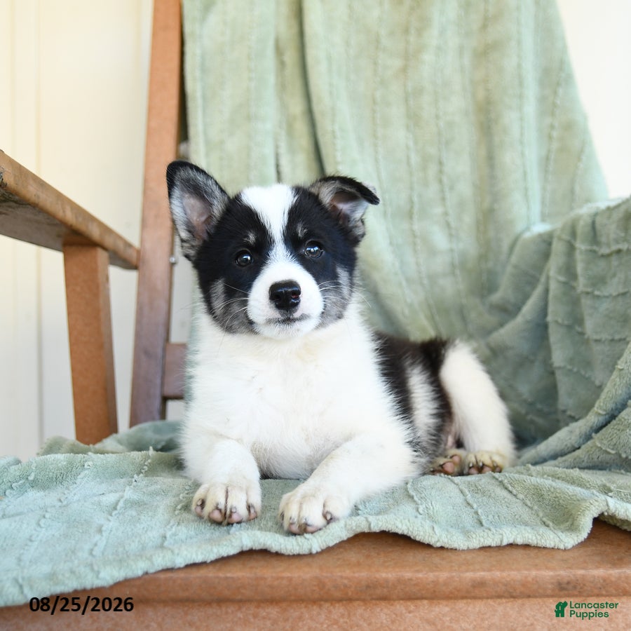 Pomsky dogs Boomer - Ad 1