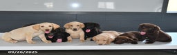 Labrador Retriever dogs for sale: Biscuit - Ad 3