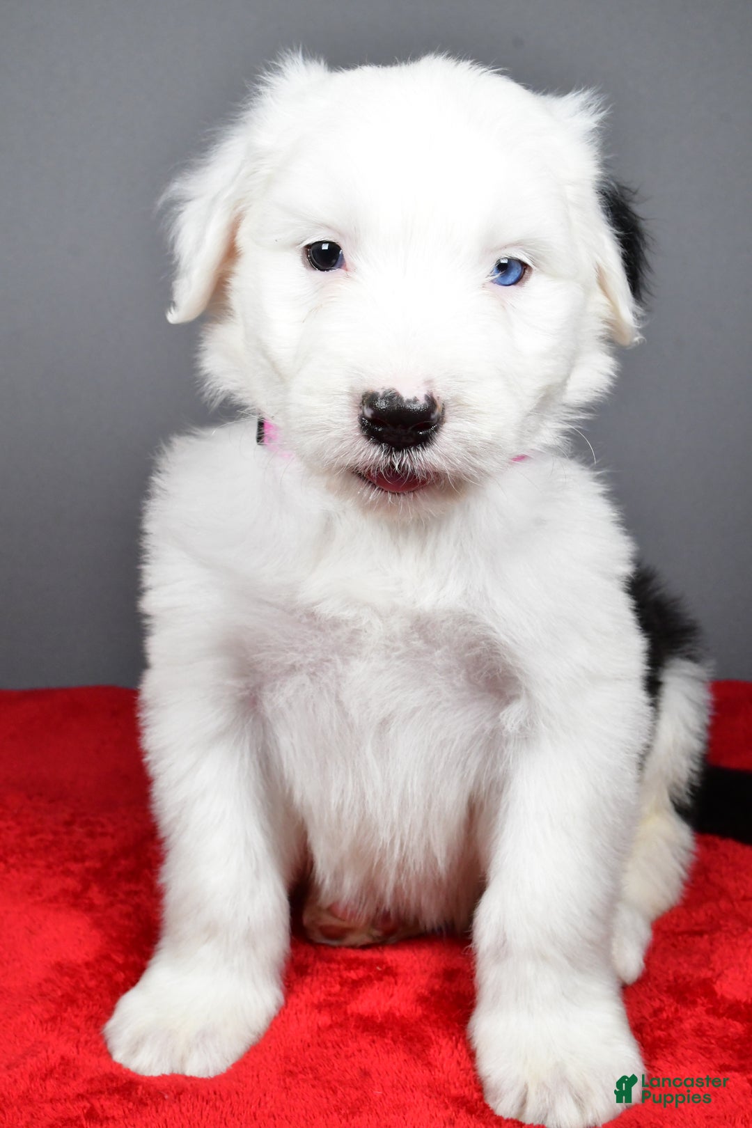 Old English Sheepdog dogs for sale: Bella - Ad 8