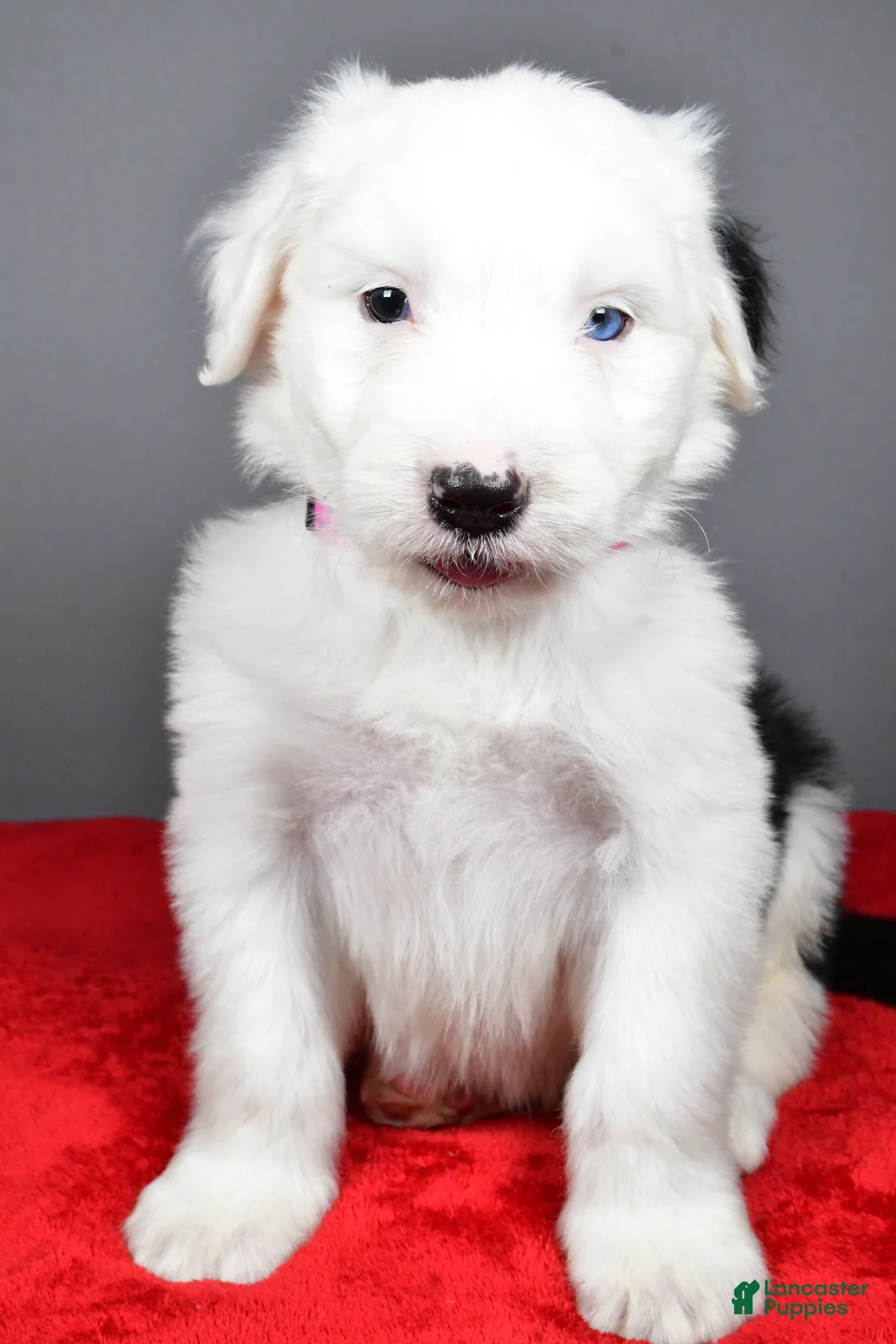 Old English Sheepdog dogs for sale: Bella - Ad 8