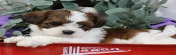 Mixed Breed dogs for sale: Loveda - Ad 14
