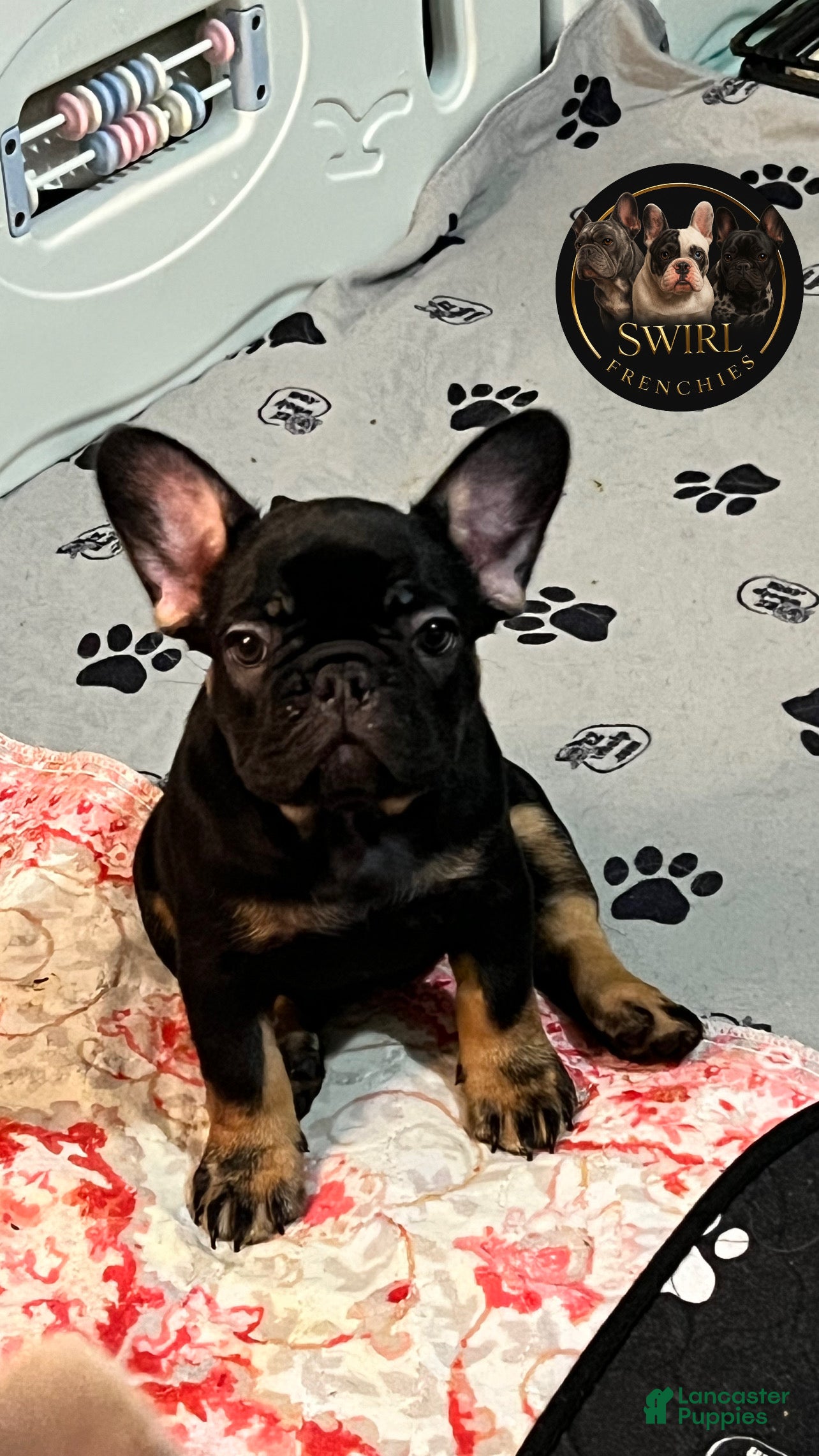 French Bulldog dogs Poppy - Ad 1