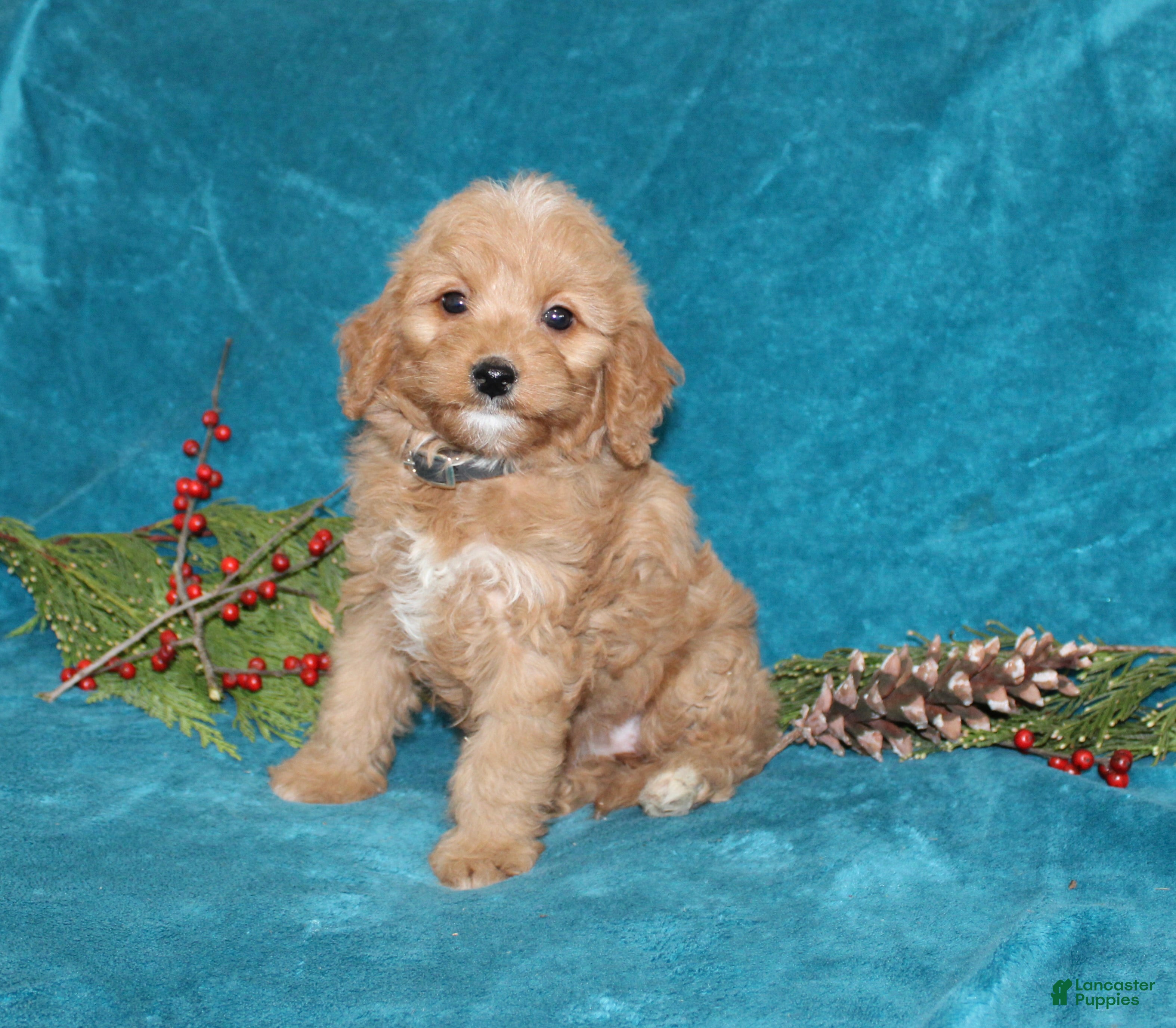 Mini Goldendoodle dogs Jewel - Ad 41