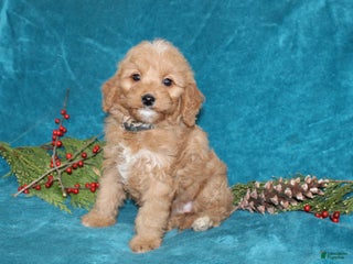 Mini Goldendoodle dogs Jewel - Ad 41