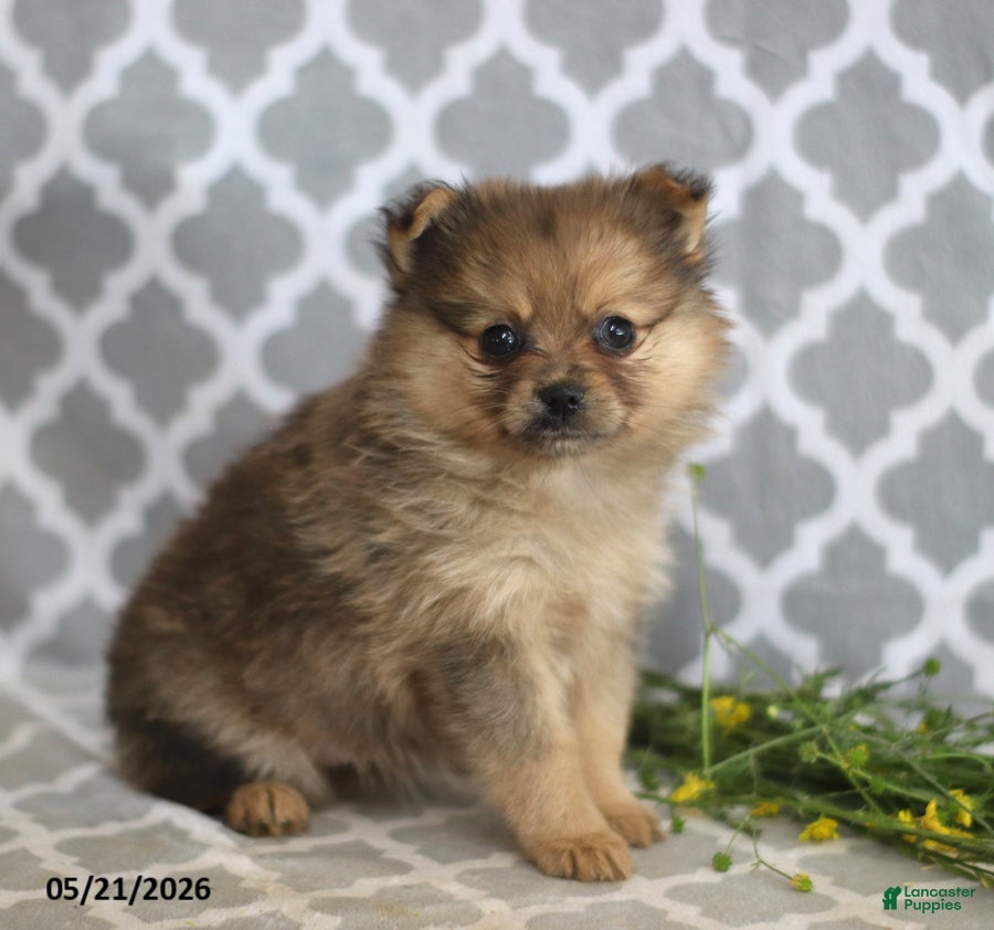 Pomeranian dogs Cinderella - Ad 1