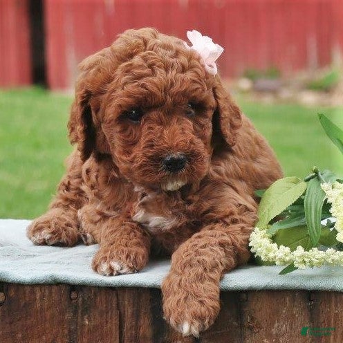 Labradoodle dogs Paris - Ad 26