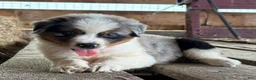 Australian Shepherd dogs for sale: Bear - Ad 11