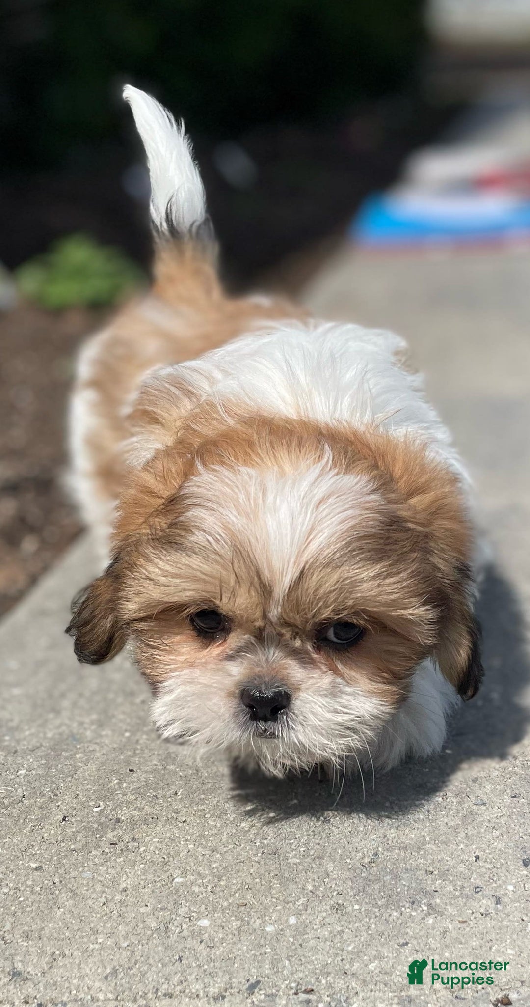 Shih Tzu dogs for sale: Snoopy - Ad 5