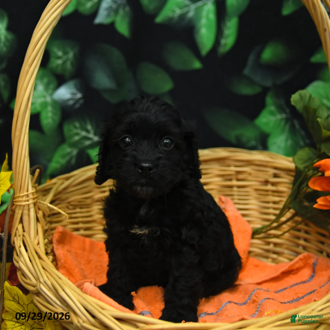 Cockapoo dogs for sale: Sophie  - Ad 2