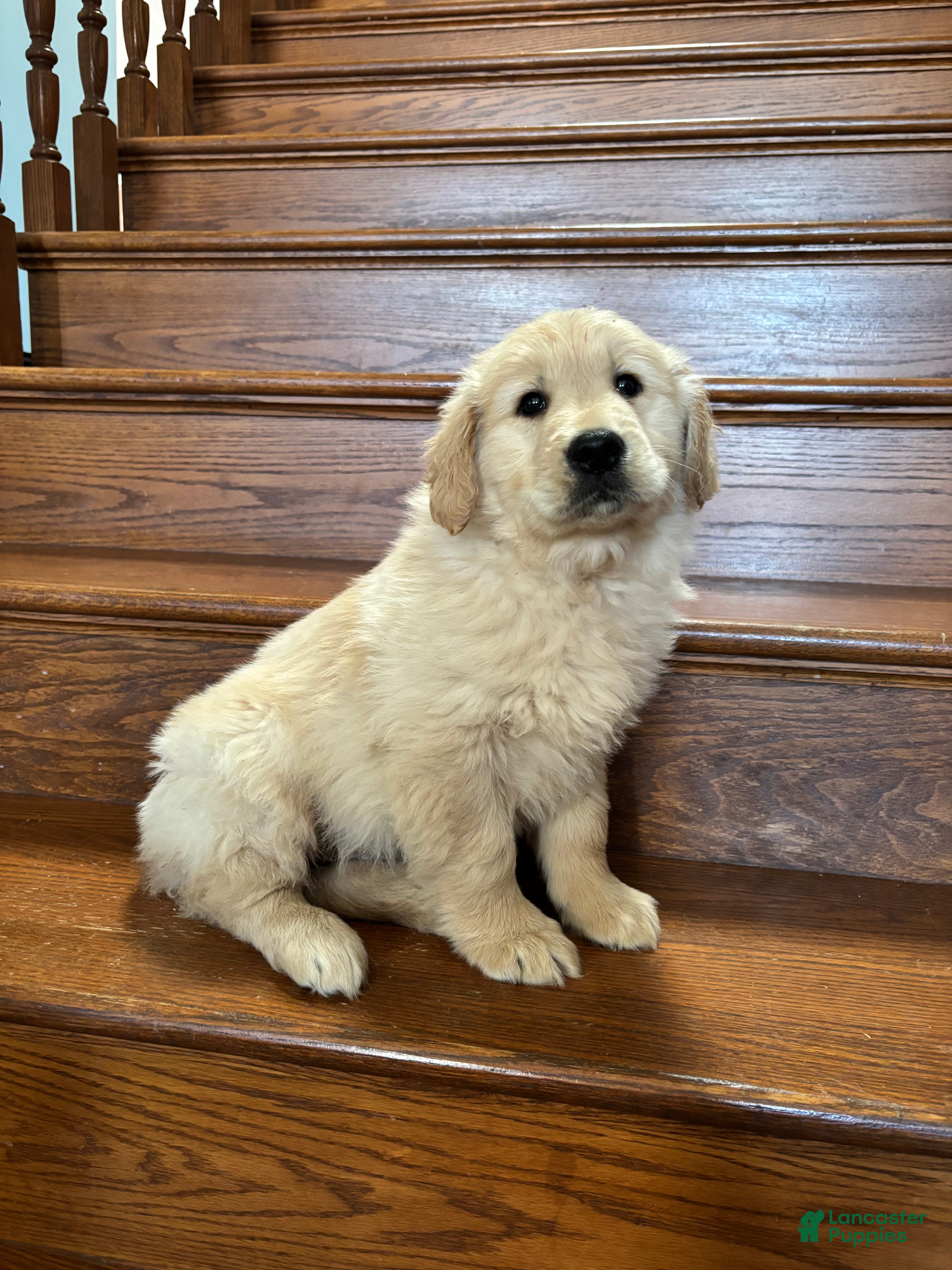 Golden Retriever dogs Red - Ad 27