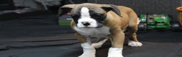 Boxer dogs for sale: Dash - Ad 4