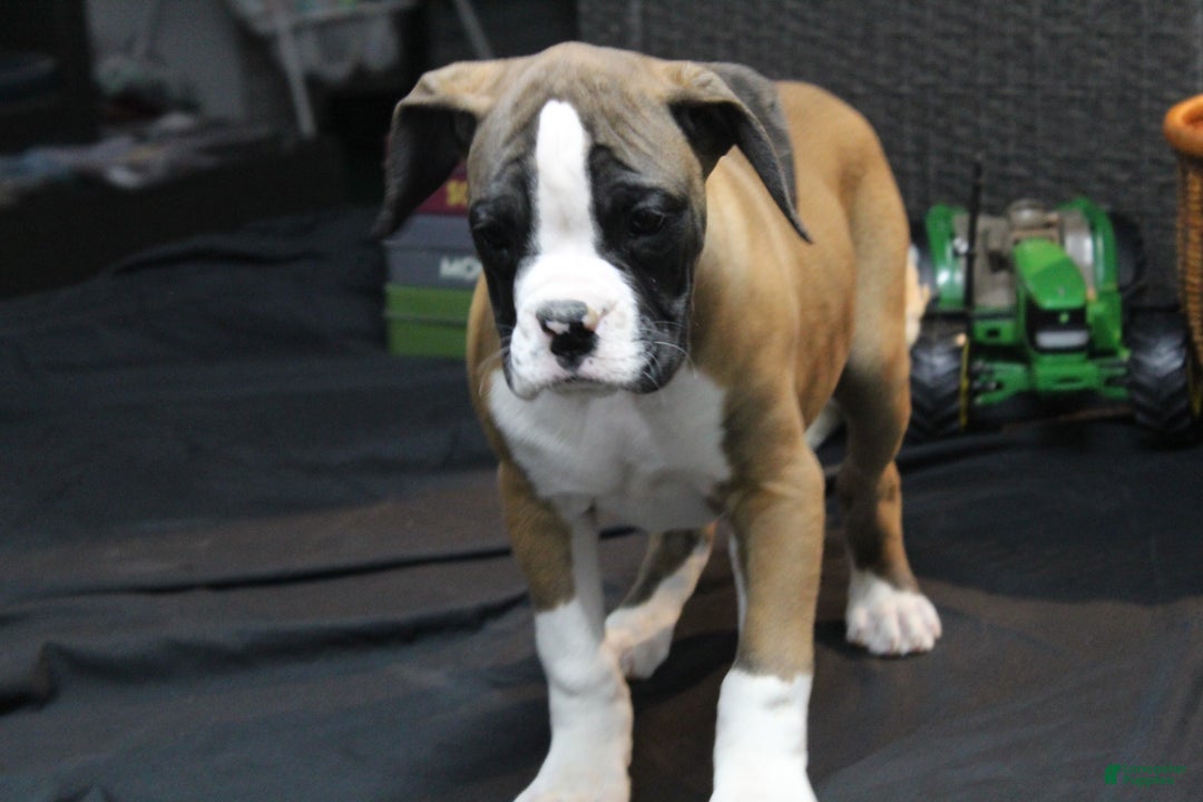 Boxer dogs for sale: Dash - Ad 4