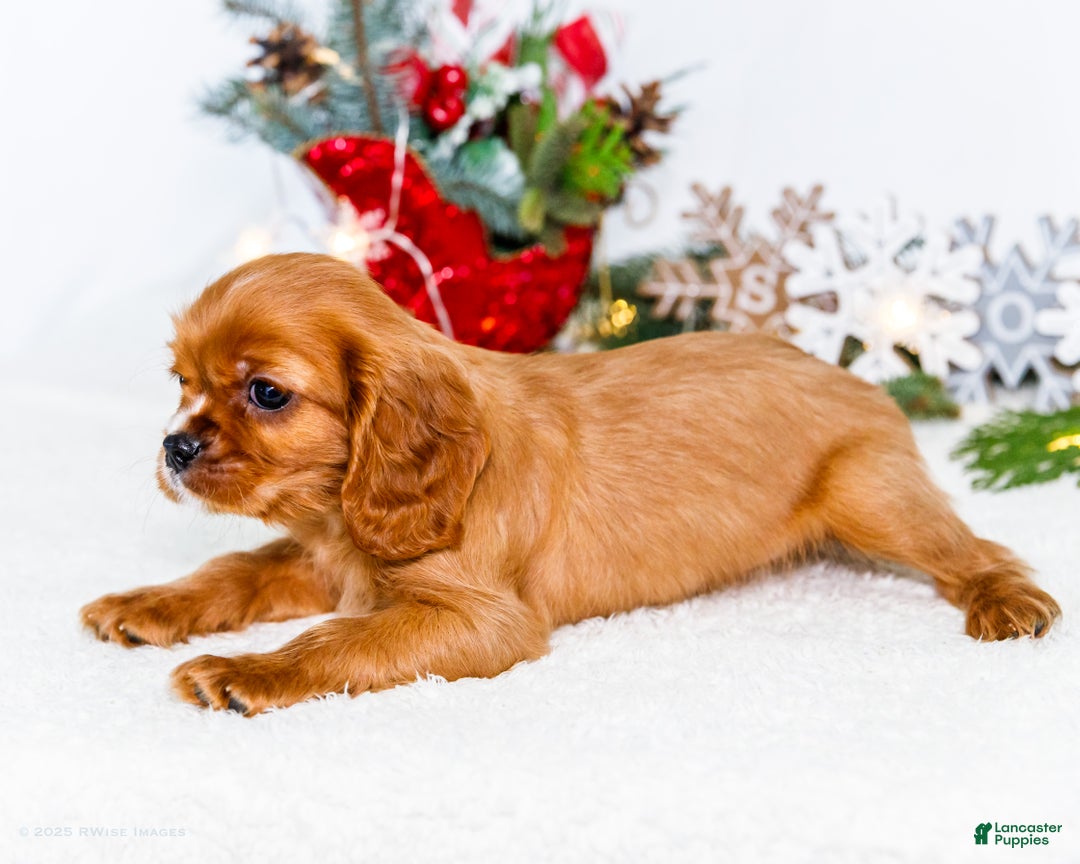 Cavalier King Charles Spaniel dogs for sale: Tiny Tim - Ad 6