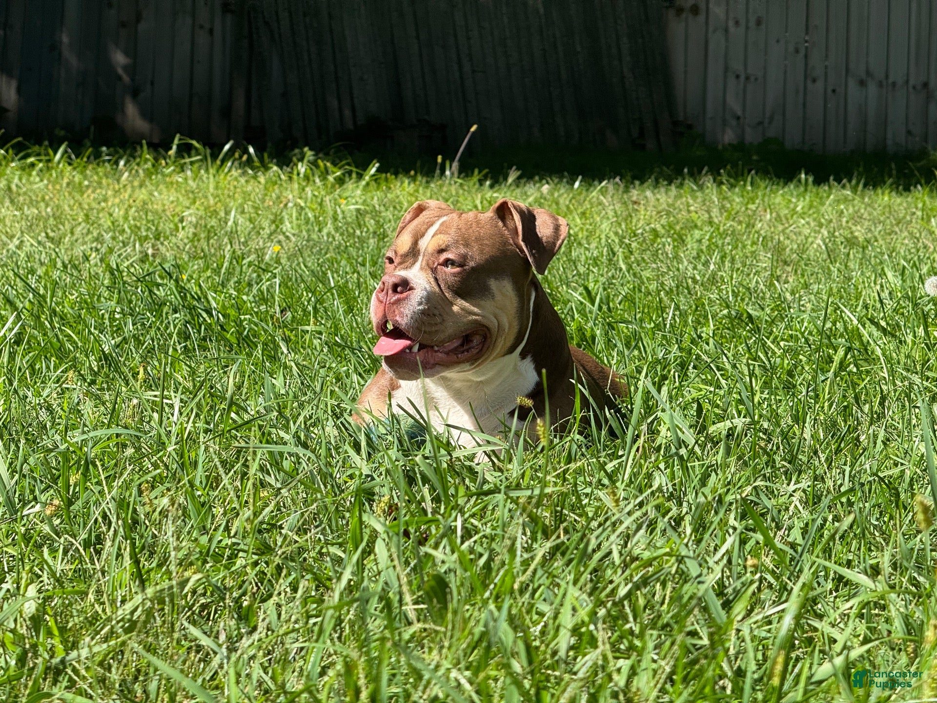American Bully dogs Blue - Ad 17