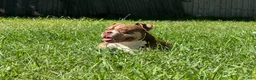 American Bully dogs for sale: Blue - Ad 1